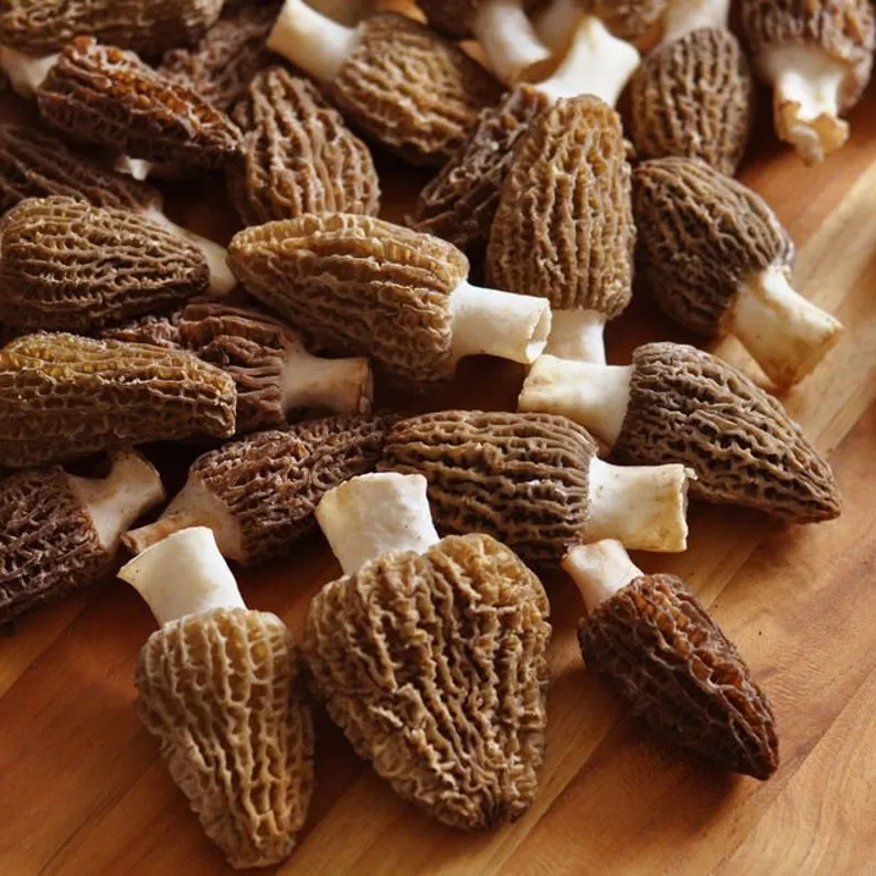 MOREL Mushrooms ~ wild picked in BC ~ 25g dried, whole