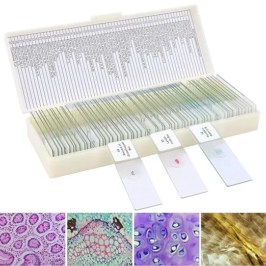 60 Microscope Slides with Specimens for Kids