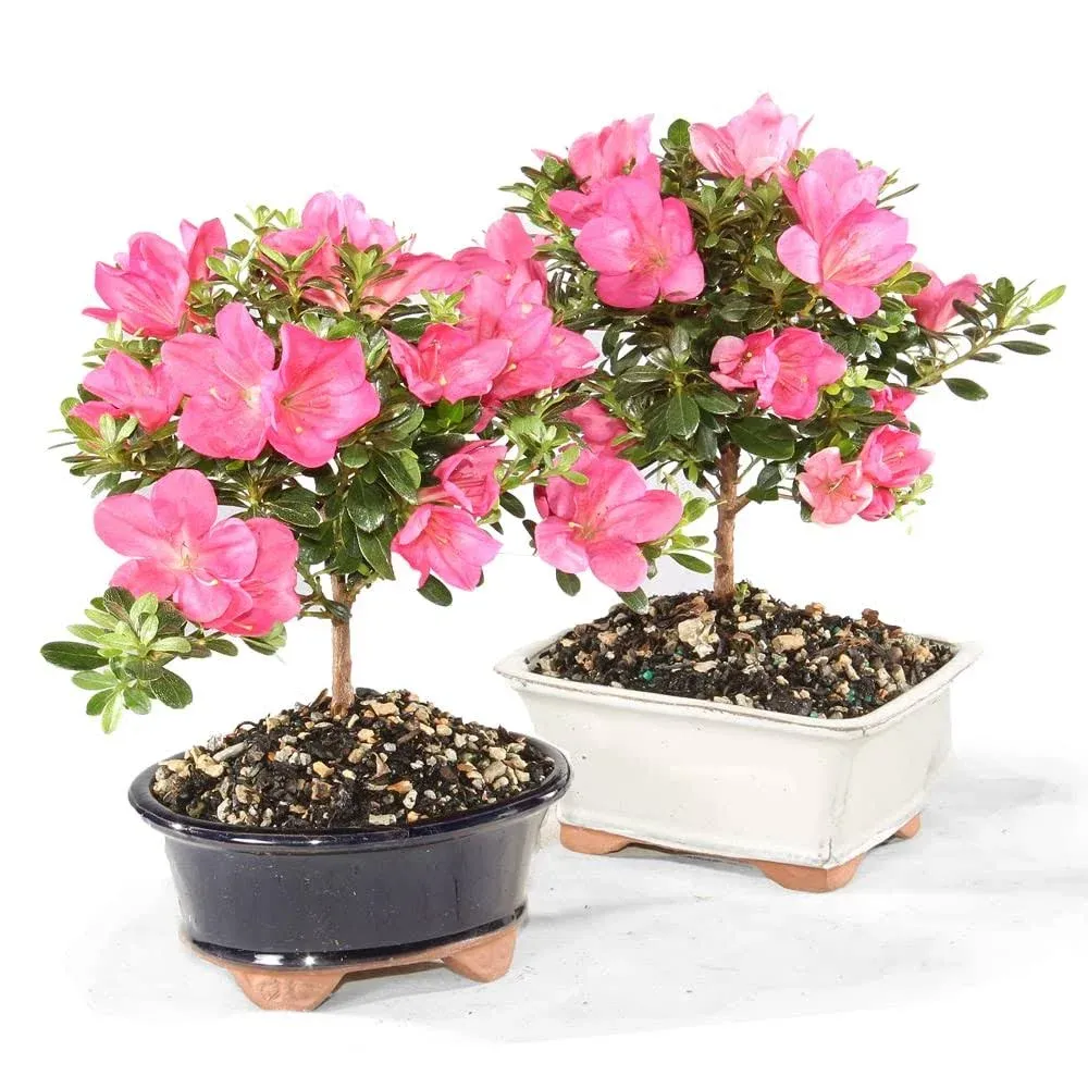 Satsuki Azalea Outdoor Bonsai Tree (2 Pack) - 5 Years Old; 6&quot; to 8&quot; Tall