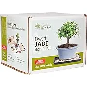 Brussel's Dwarf Jade Bonsai Kit (Indoor)