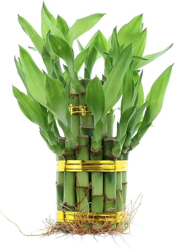 Live Lucky Bamboo 2 Tier Tower - Indoor House Plant - Chinese Bamboo Stalks for ...