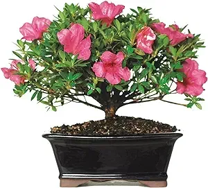 Brussel's Bonsai Satsuki Azalea Bonsai Tree