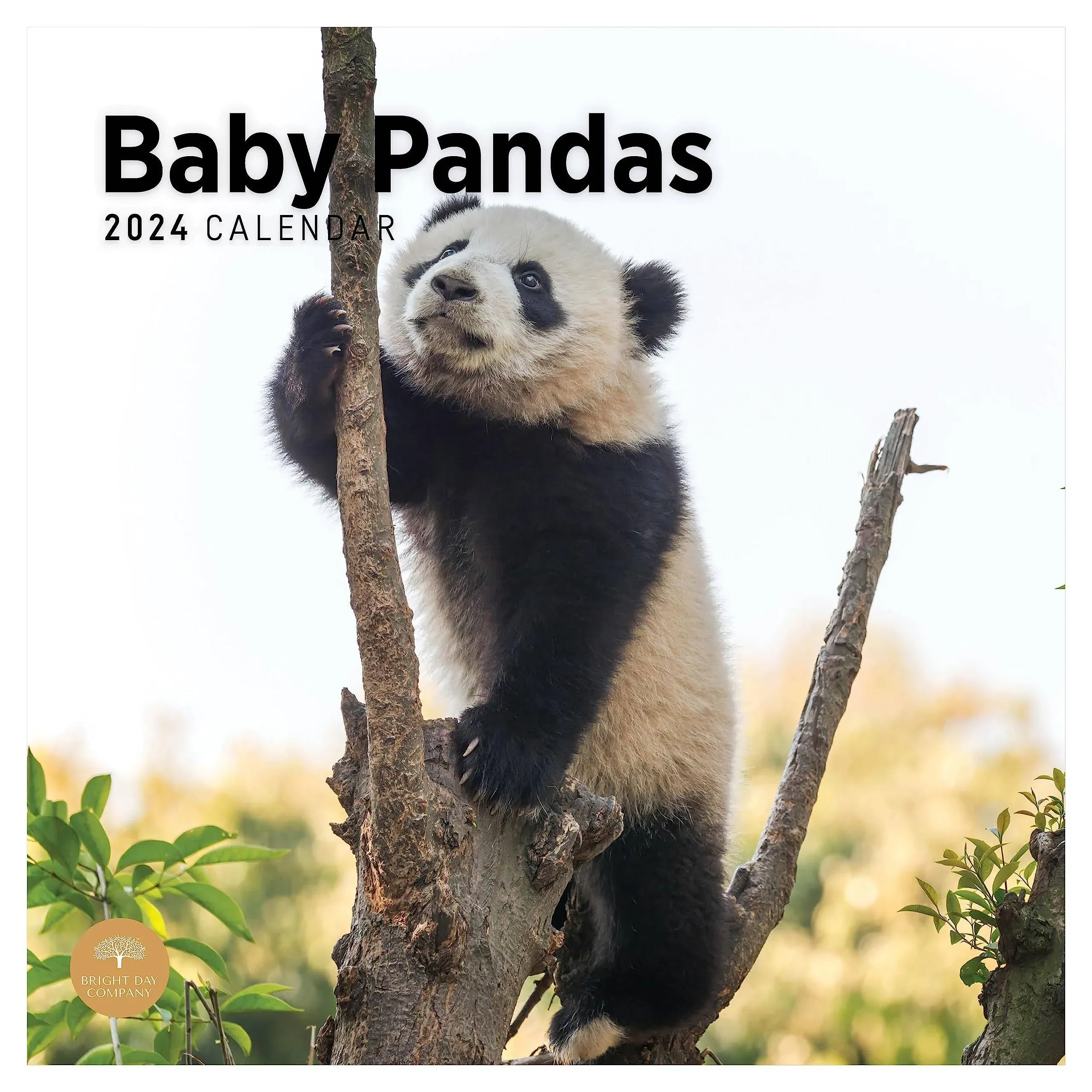 2024 Baby Pandas Monthly Wall Calendar by Bright Day, 12 x 12 Inch Cute White 