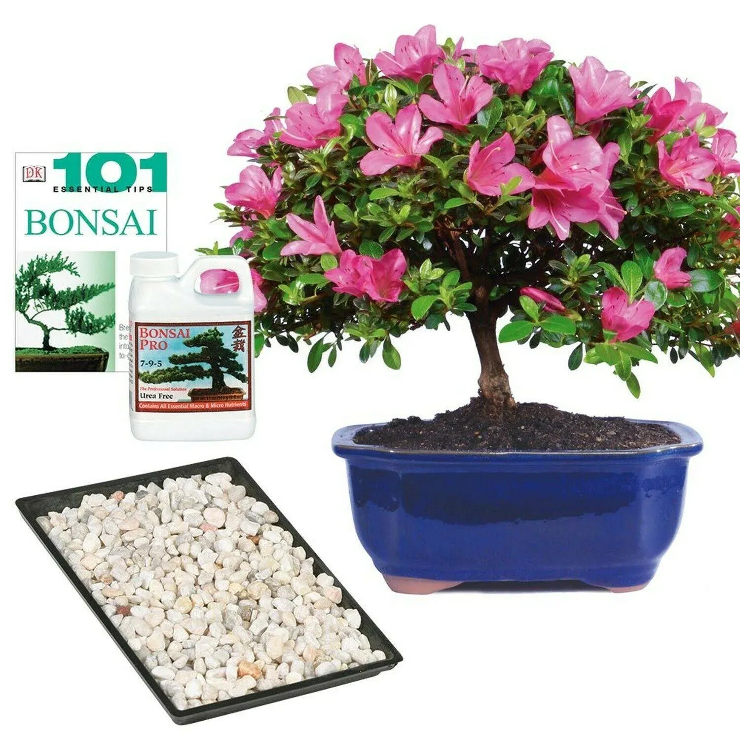 Brussel's Live Satsuki Azalea Outdoor Bonsai Tree - Complete Gift Set - 5 Years Old; 6" to 8" Tall with Decorative Container, Humidity Tray, Deco