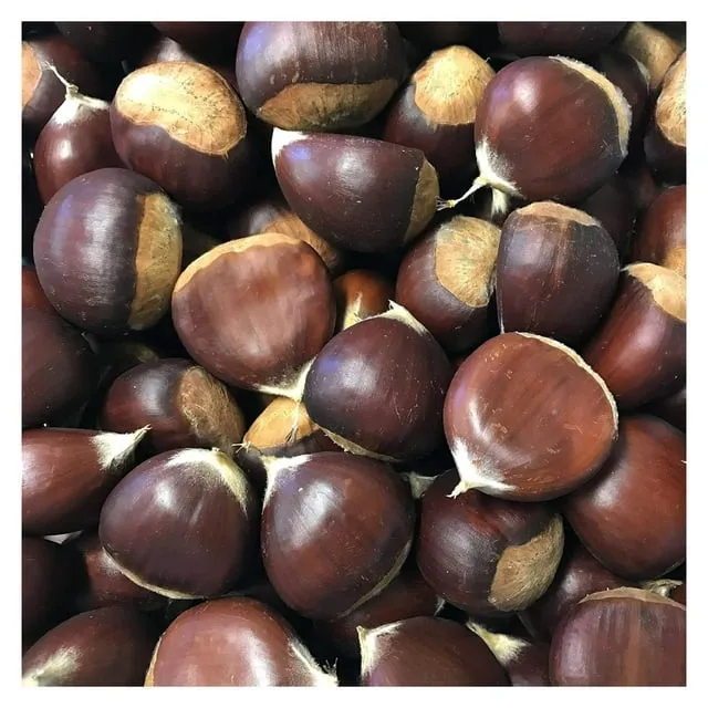 Chestnuts - in the shell - 2 pounds 32 Ounces