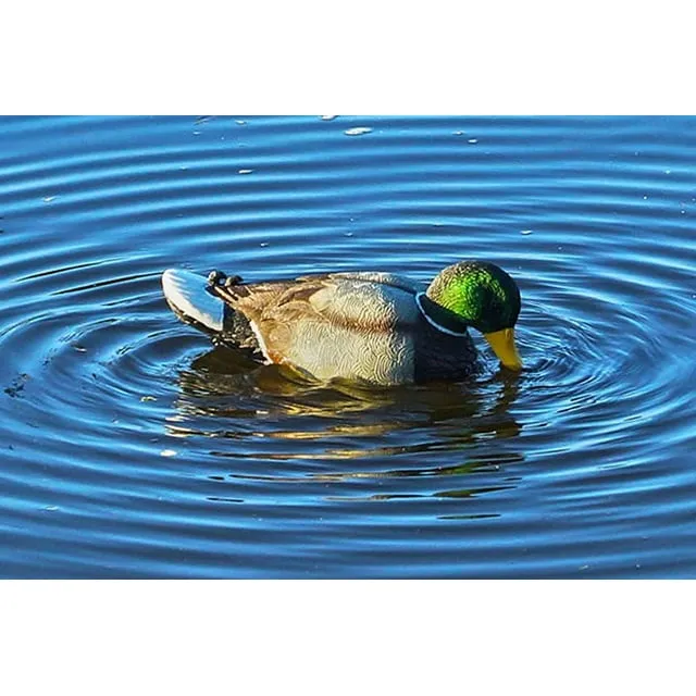 MOJO Outdoors Duck Hunting Motion Decoys