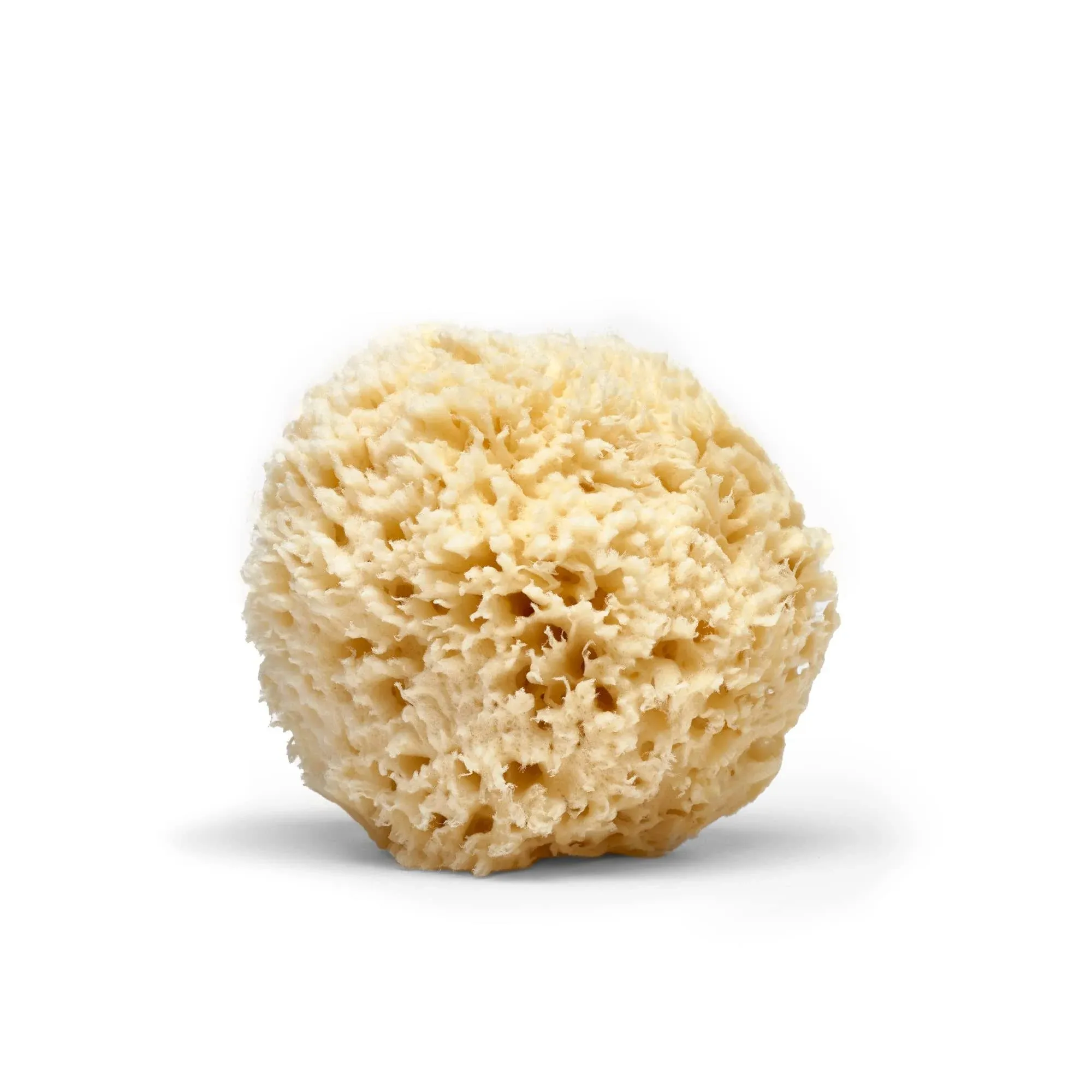 Old Whaling Co. Sea Wool Natural Sponge