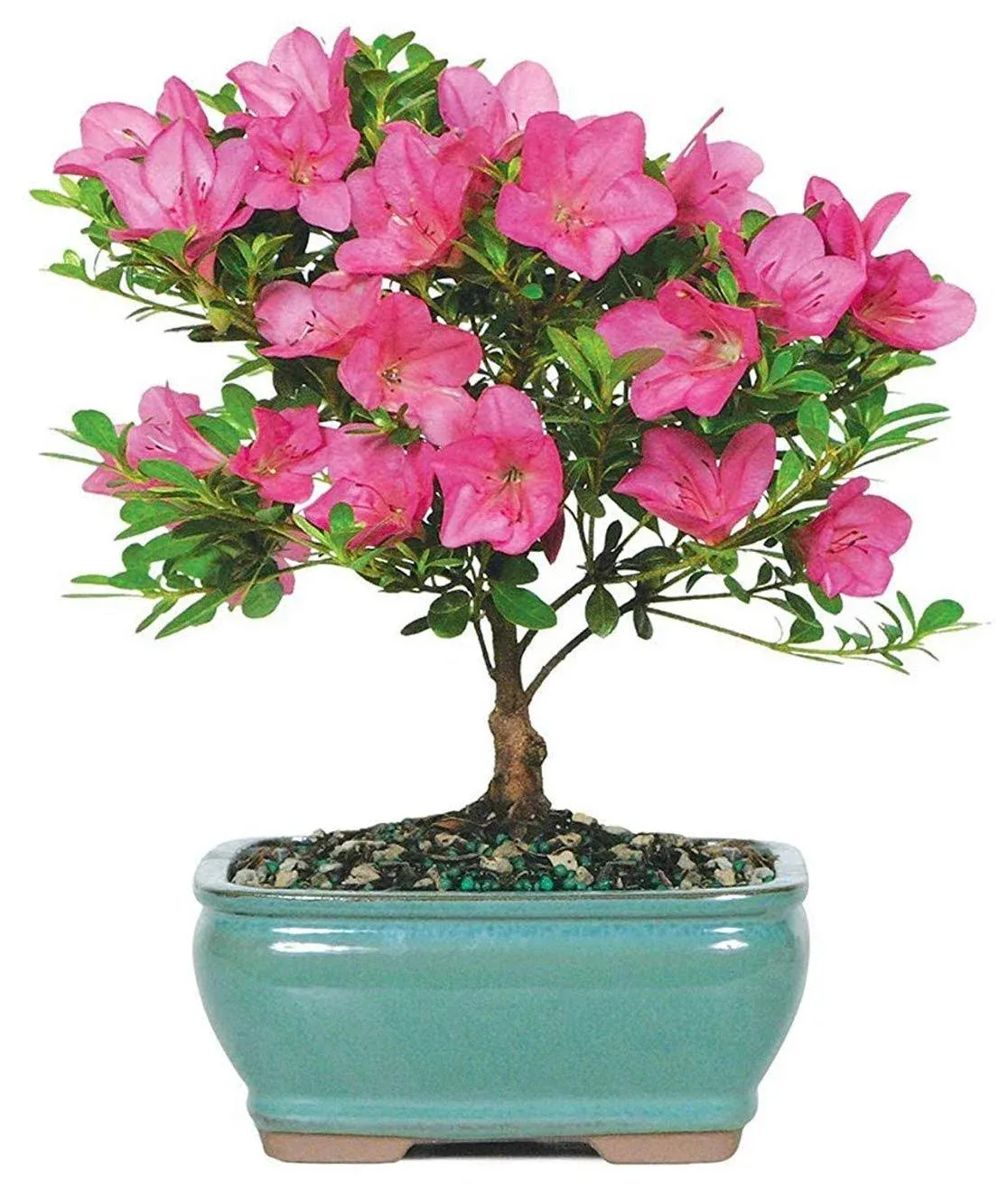 Brussel's Bonsai Live Satsuki Azalea Outdoor Bonsai Tree-5 Years Old 6" to 8" Tall with Decorative Container, Small