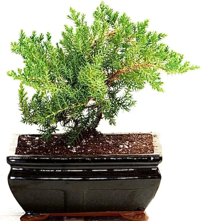 Juniper Bonsai live in Ceramic pot