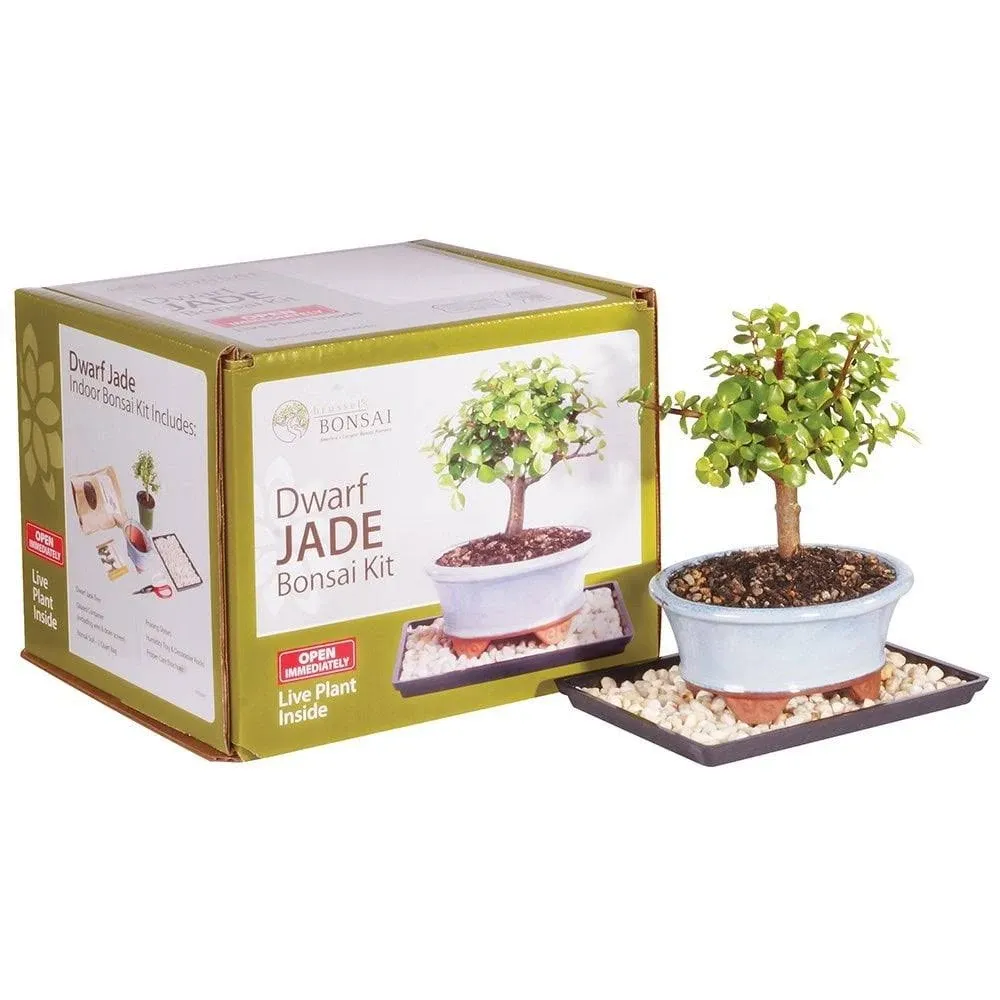 Brussel's Dwarf Jade Bonsai Kit (Indoor)