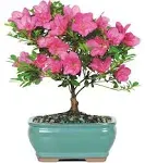 Brussel's Bonsai Live Satsuki Azalea Outdoor Bonsai Tree-5 Years Old 6" to 8" Tall with Decorative Container, Small