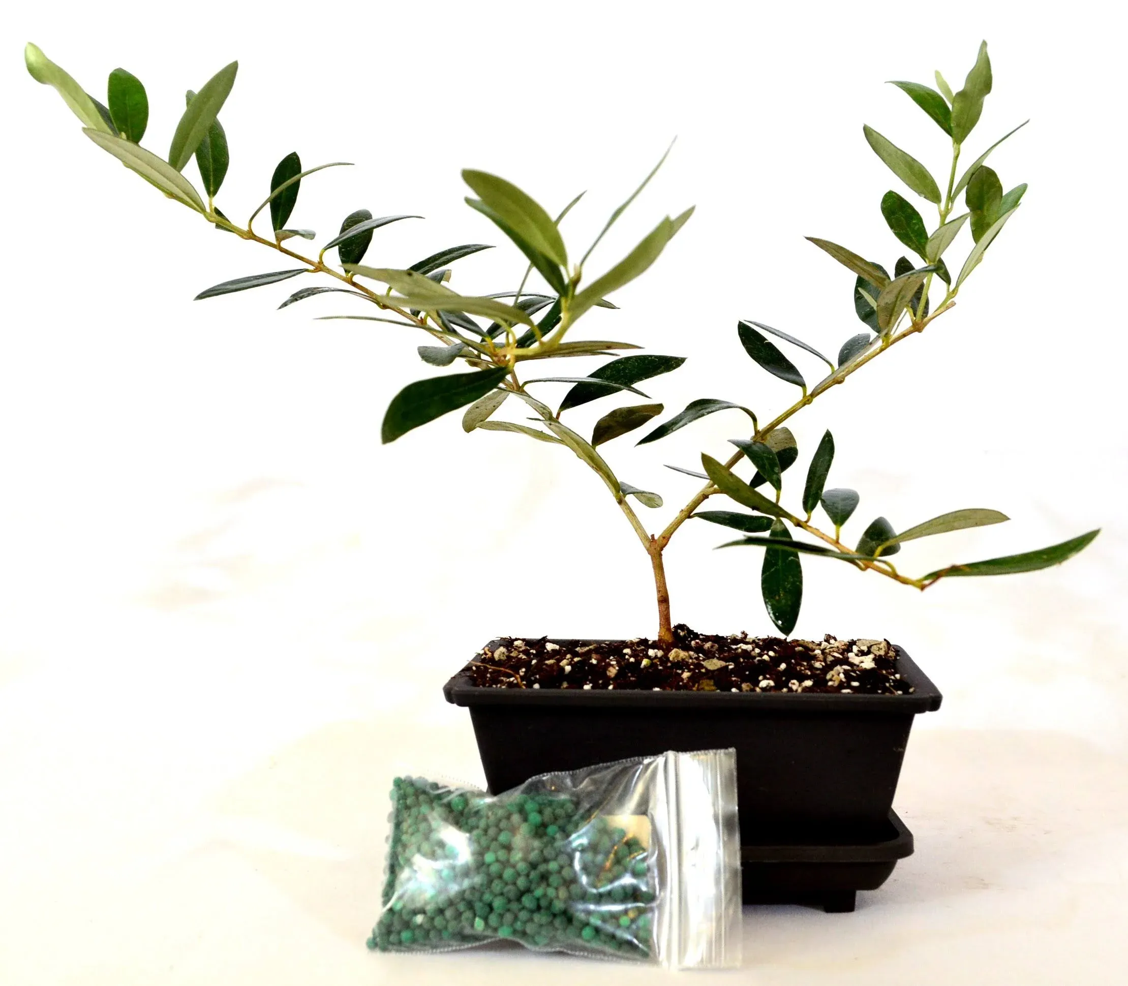 9GreenBox - Olive Tree Bonsai with Water Tray and Fertilizer