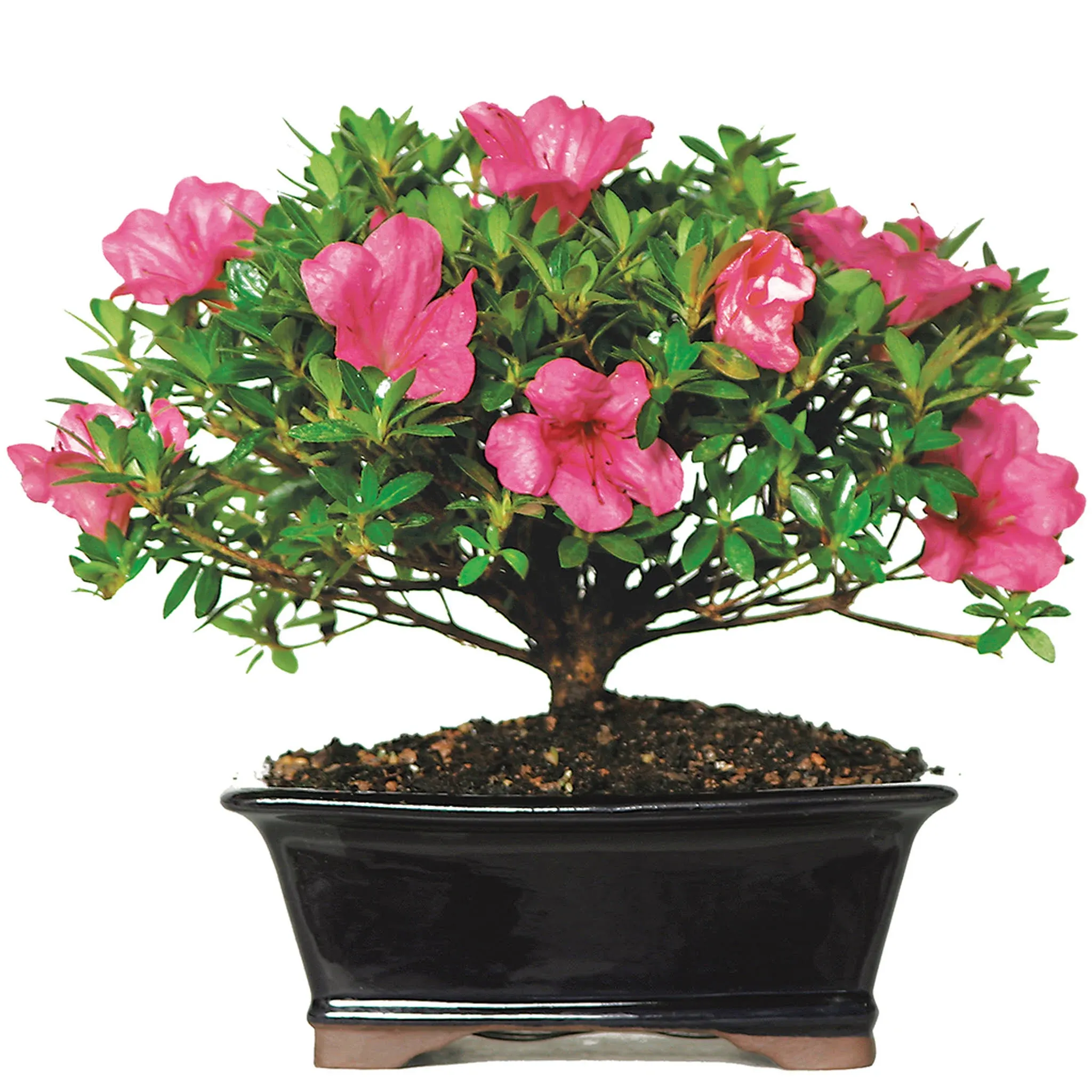 Brussel's Satsuki Azalea Bonsai Tree, M