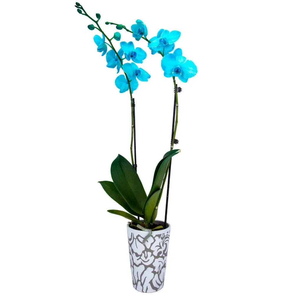 DecoBlooms Living Aqua Premium Double Stem Orchid Plant - 5 inch Blooms - Fresh ...