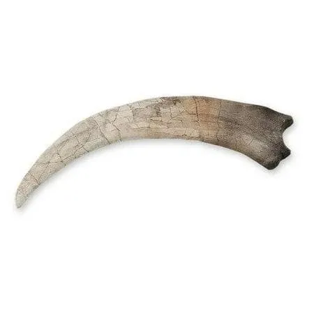 Replica Therizinosaurus Claw