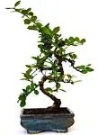 9GreenBox - Fukien Tea Bonsai with 6" Ceramic Pot