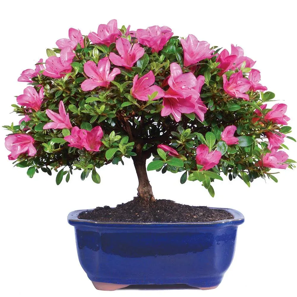 Brussel's Bonsai Satsuki Azalea Bonsai Tree, L