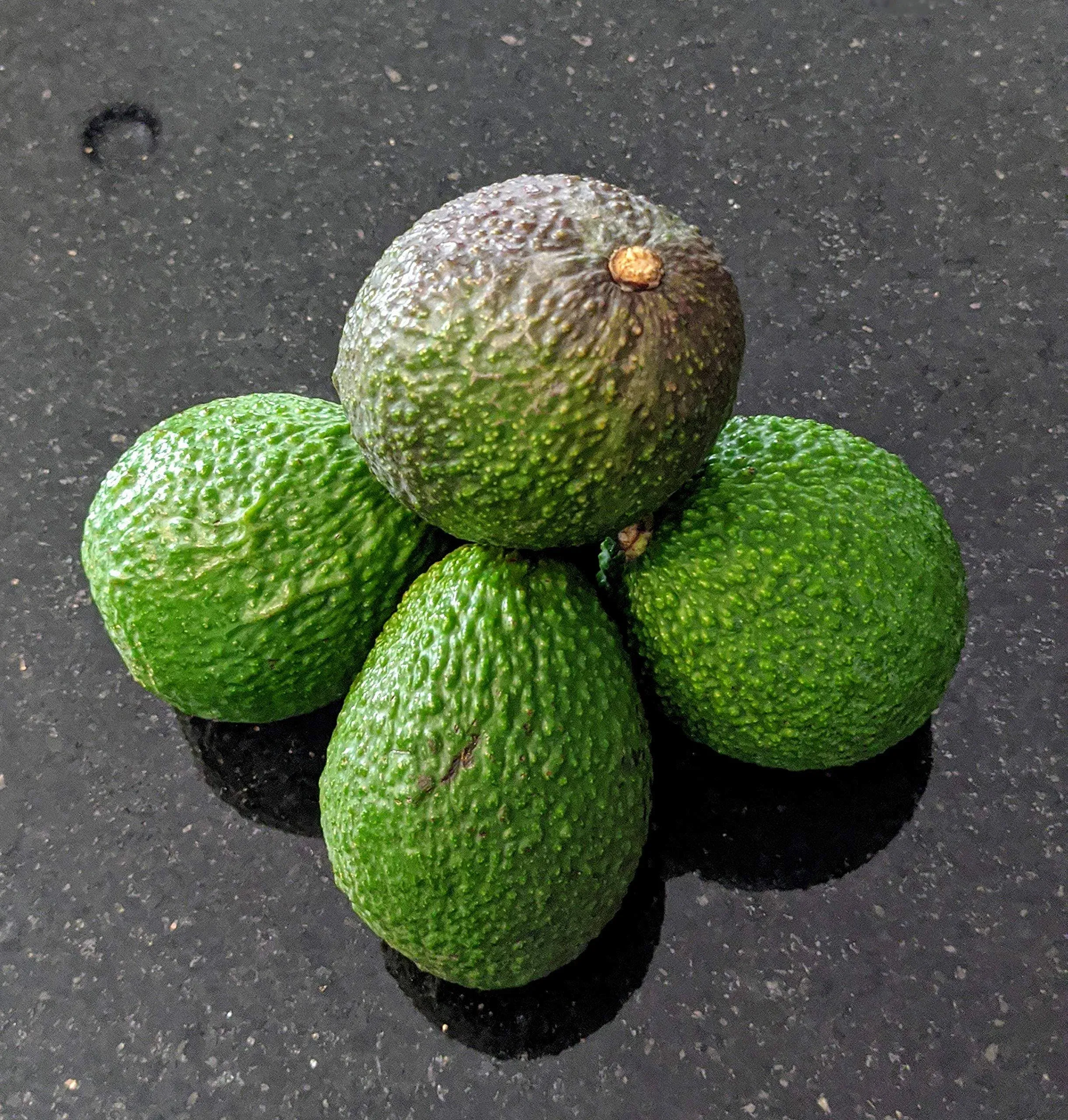 Fresh California Hass Avocados from Fallbrook (Pack of 12)